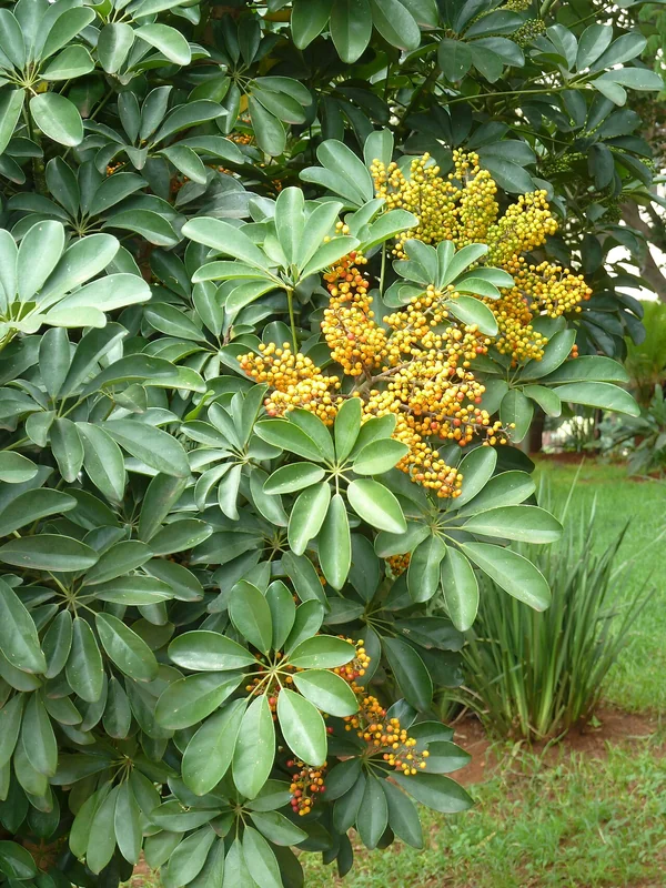 Dwarf umbrella tree (Schefflera arboricola)