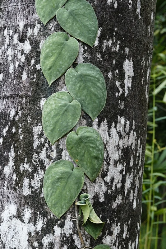 Scindapsus pictus argyraeus heart-shaped matte dark green leaves with silver-grey irregular blotches