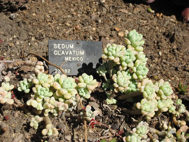 Tiscalatengo Stonecrop (Sedum clavatum)