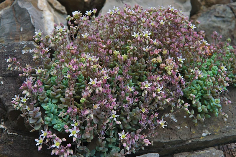Corsican Stonecrop (Sedum dasyphyllum)