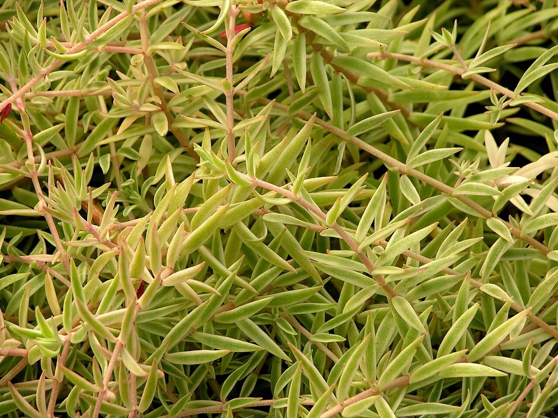 Carpet sedum (Sedum lineare)