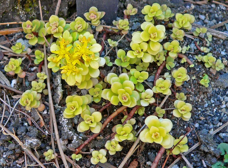Makino's stonecrop (Sedum makinoi)