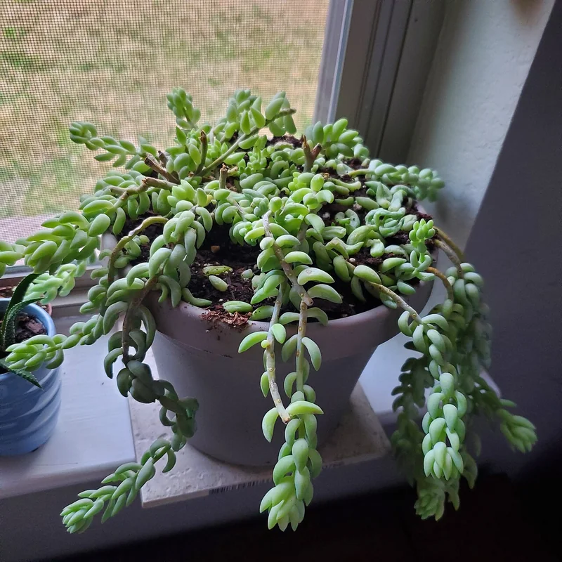 Burro's tail (Sedum morganianum)