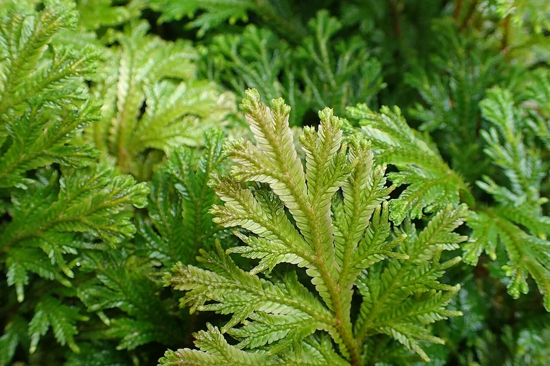 Selaginella martensii densely branched upright bright-green stems with lacy scale-like leaves