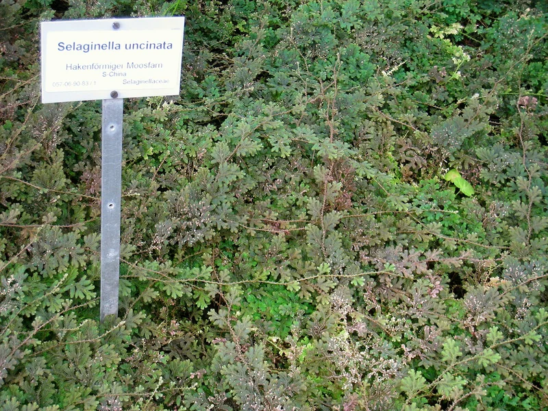 Selaginella uncinata creeping stems with iridescent blue-green scale-like leaves shimmering with structural colour