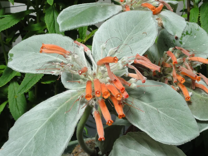 Sinningia leucotricha compact plant with dense silver-white hair covering all leaf surfaces and coral-orange tubular flowers above large caudex