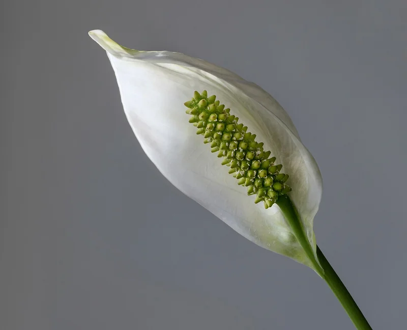 Peace lily (Spathiphyllum wallisii)
