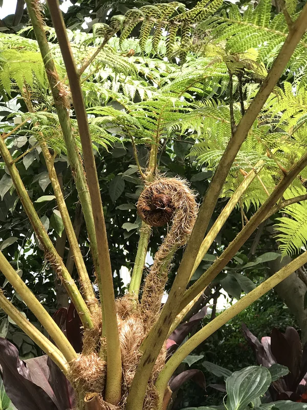 Sphaeropteris cooperi tree fern with pale scaly trunk and large spreading crown of lacy bipinnate fronds