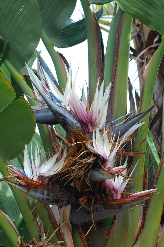 Giant White Bird of Paradise (Strelitzia nicolai)