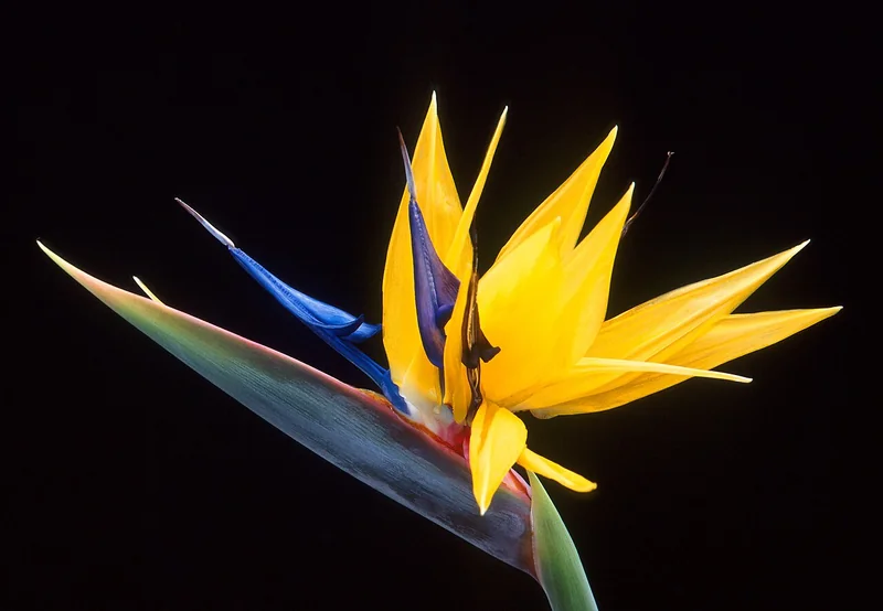 Bird of Paradise (Strelitzia reginae)