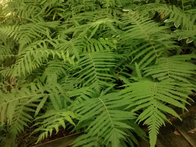 Thelypteris kunthii arching pinnate fronds with soft pale-green pinnae growing in a woodland margin