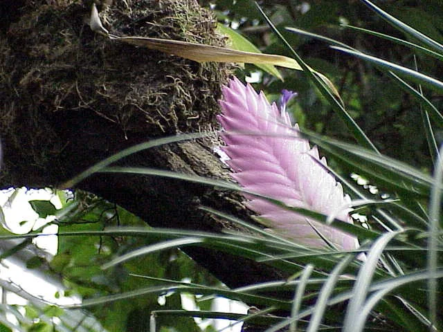 Tillandsia cyanea flat paddle-shaped hot-pink bract with violet-blue flower emerging from its edge