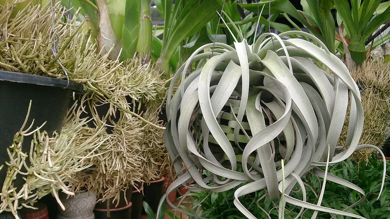 Tillandsia xerographica sculptural silver rosette air plant