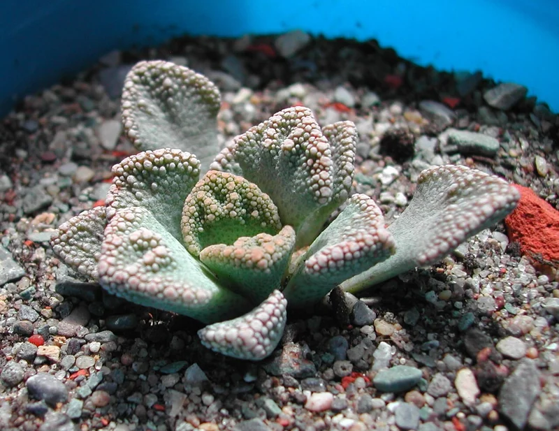 Titanopsis calcarea with limestone-mimicking warty leaf tips