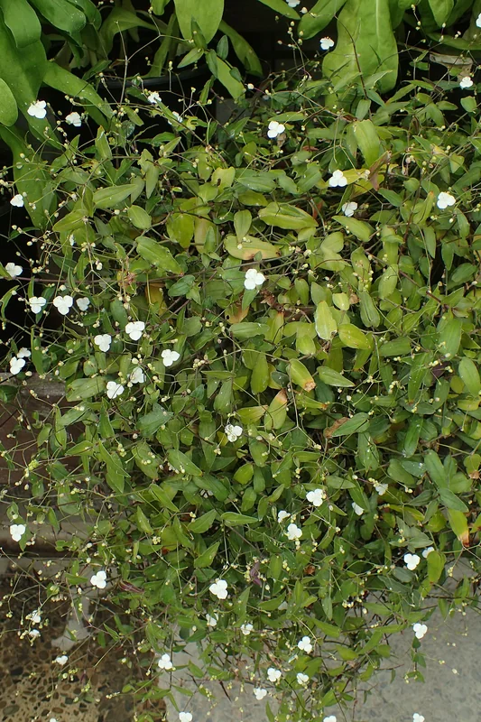 Bridal Veil (Gibasis pellucida)