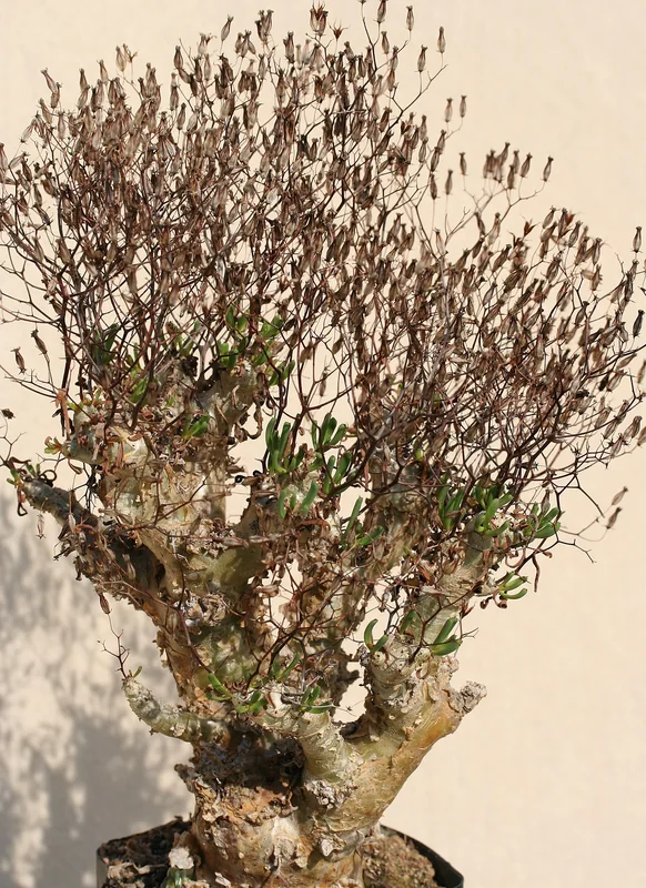 Tylecodon reticulatus gnarled papery caudex with persistent woody petiole spines in a desert setting