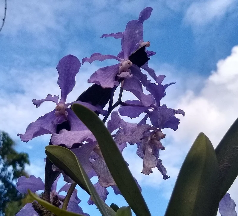 Vanda coerulea long raceme of large flat sky-blue to violet-blue orchid flowers