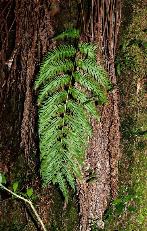 Woodwardia radicans large arching pinnate fronds with characteristic chain-like sori rows on undersides
