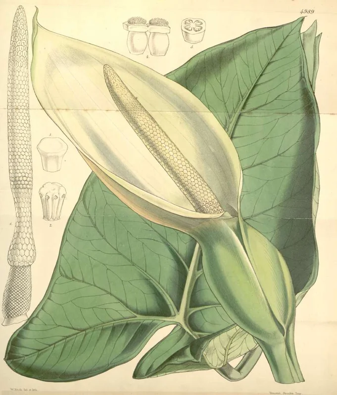Xanthosoma sagittifolium enormous arrowhead-shaped green leaves on tall petioles