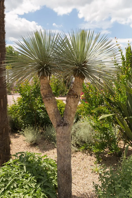 Spanish dagger (Yucca gloriosa)
