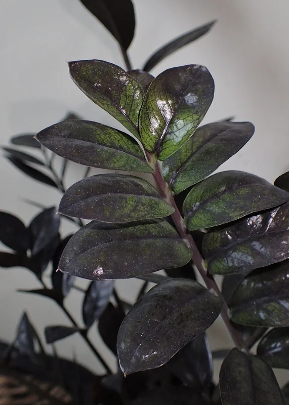 ZZ Plant (Zamioculcas zamiifolia 'Dowon')