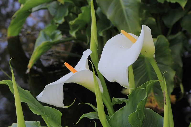 Zantedeschia aethiopica white spathe and golden spadix above glossy arrow-shaped leaves
