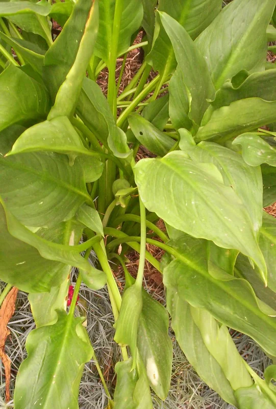 Zantedeschia rehmannii pink spathe and narrow lance-shaped leaves
