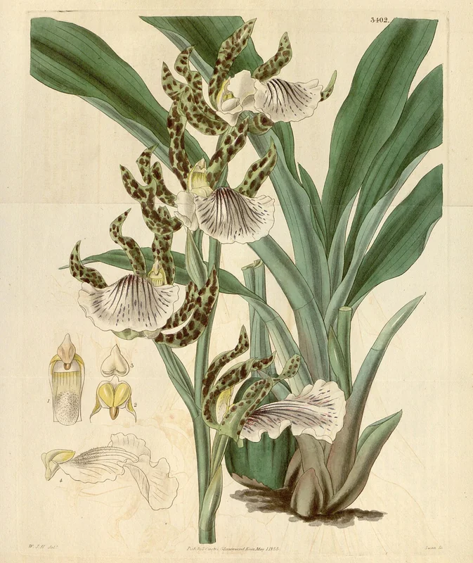 Zygopetalum mackaii flowers showing green petals with brown barring and bold white lip with violet-purple radiating stripes