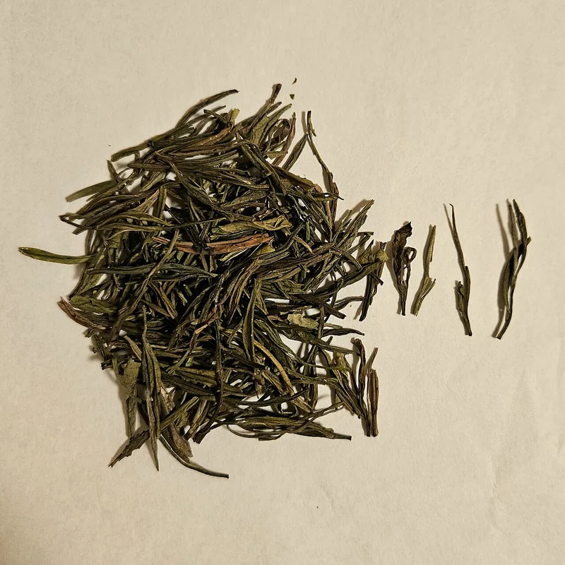 Anji Bai Cha pale white-yellow spring leaves on the plant