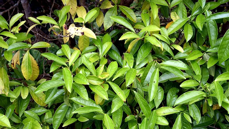 Camellia sinensis var. assamica showing large tropical leaves in an Assam tea garden