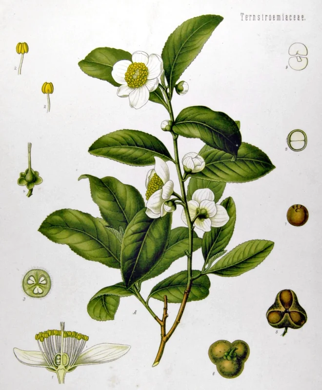 Camellia sinensis botanical illustration showing leaves, flowers, and fruit