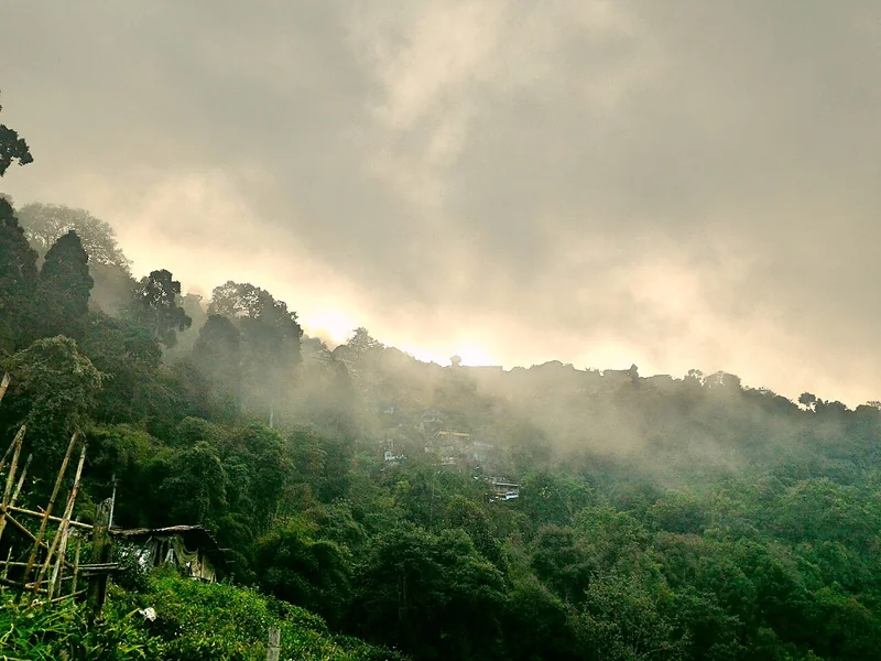 Tea garden in Darjeeling, India, with Himalayan hills