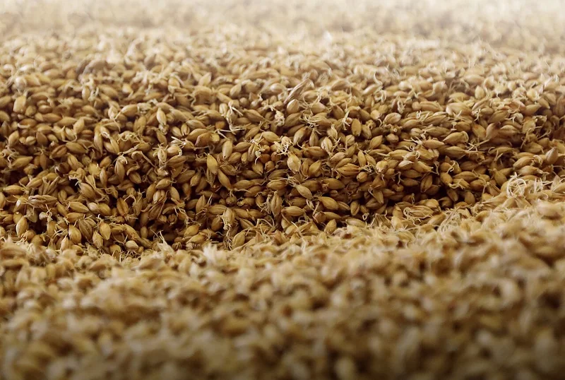 Malted barley on a traditional malting floor