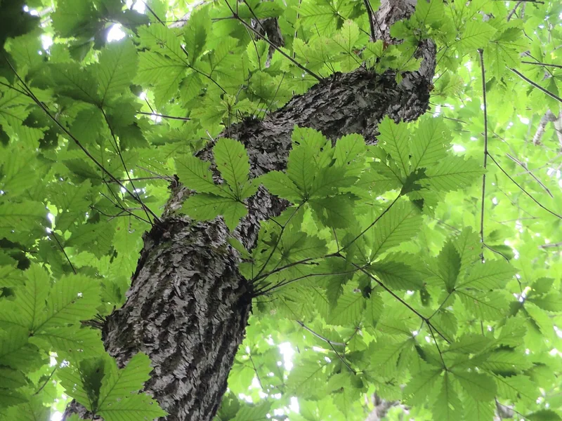 Japanese mizunara oak used for whisky casks