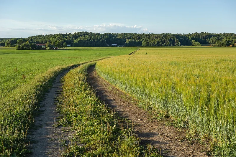 Rye grain used for rye whiskey